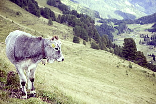 cow on hill during daytime HD wallpaper