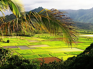 landscape photography of green grass field, hawaii HD wallpaper