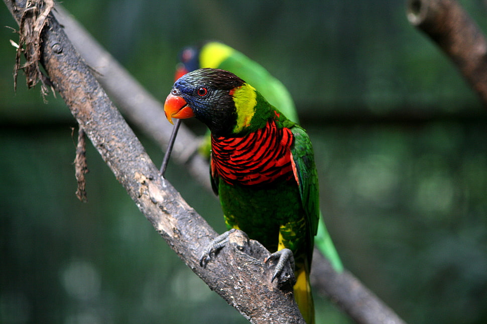 depth of field photography of green, red, and black parrot on tree branch HD wallpaper