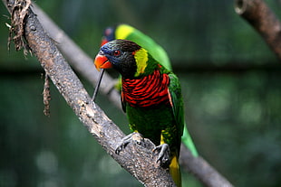 depth of field photography of green, red, and black parrot on tree branch