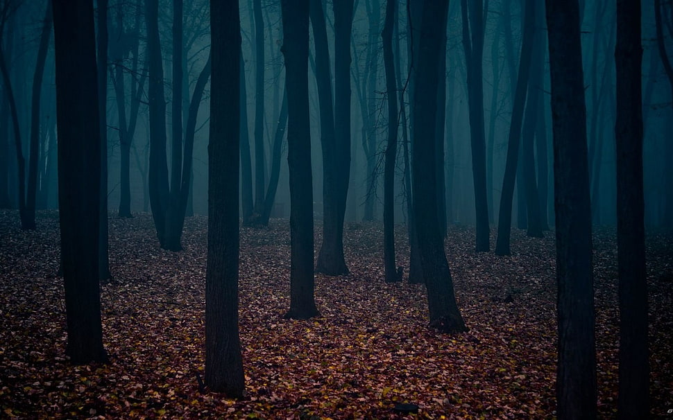 brown bare trees, forest, trees HD wallpaper