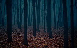 brown bare trees, forest, trees
