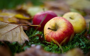 three red apples lying on the ground in close-up photography