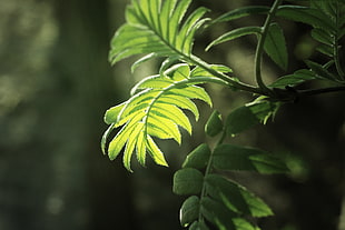 shallow focus photgraphy of green plant