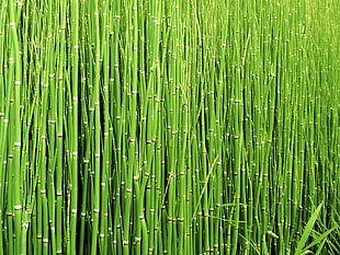 bamboo grasses photo HD wallpaper