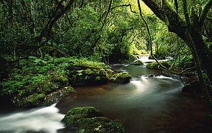 river surrounded with trees