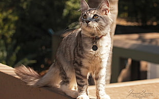 silver tabby cat, animals, cat