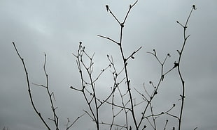 bare tree, Russia, winter, minimalism, plants HD wallpaper
