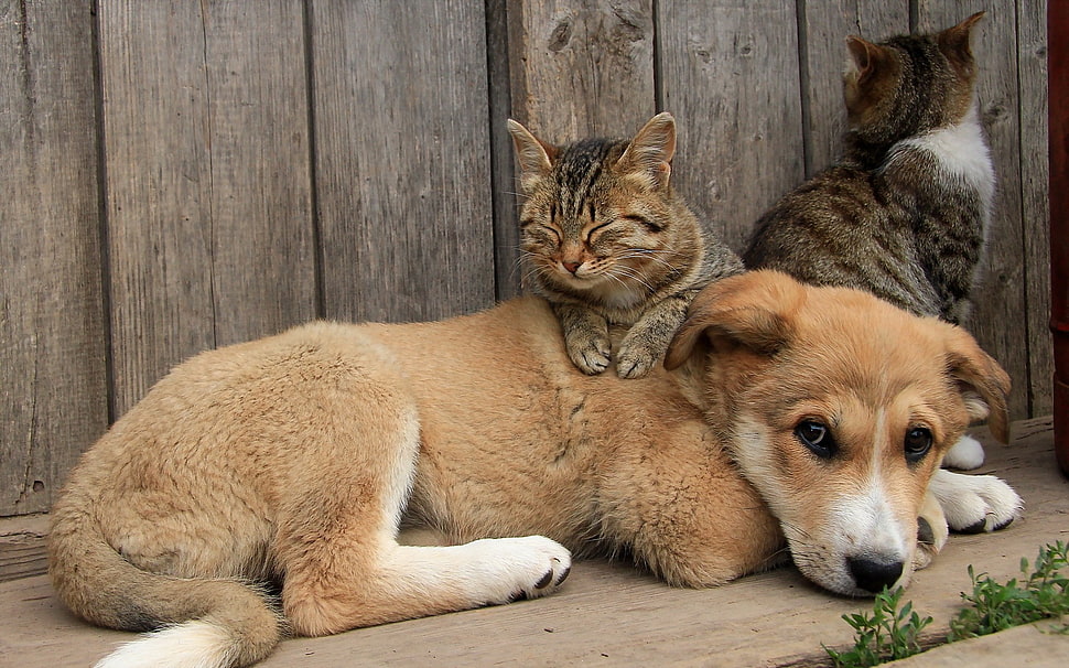 two gray tabby kittens, animals, cat, dog HD wallpaper