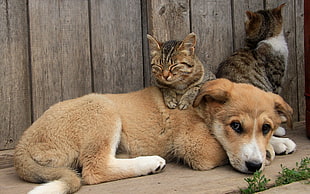 two gray tabby kittens, animals, cat, dog