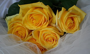 five yellow roses on white textile