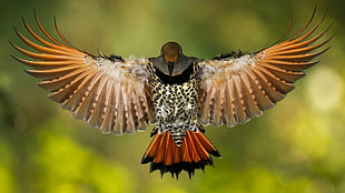shallow focus photography of flying bird