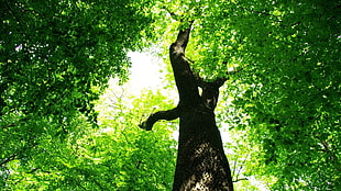 green leaf tree, foliage, trees, leaves, green