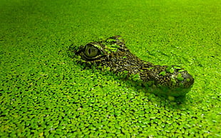 green and brown alligator, crocodiles, nature, green, animals