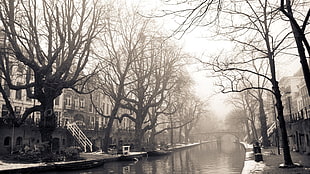 bare trees, Utrecht, sepia