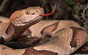 gray python, snake, reptiles, vipers, animals