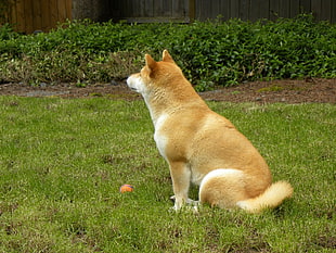 photo of tan and white Shiba Inu sits on green grass during daytime