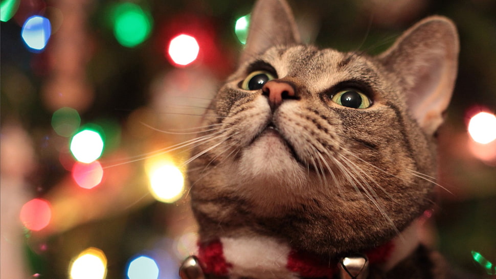 gray tabby cat, cat, animals HD wallpaper