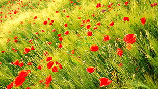 red flowers field