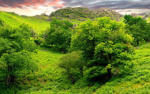 green field and trees photo HD wallpaper