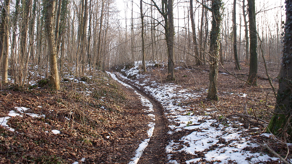 brown trees, winter, trees, forest HD wallpaper