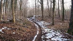brown trees, winter, trees, forest