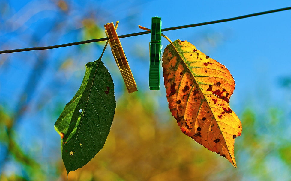 two green and orange leaf plant HD wallpaper