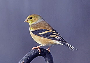 shallow focus photography of brown and yellow Bird, american goldfinch