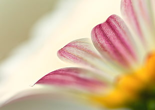 selective focus photography of pink and white petaled flowers, daisy