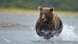 bear running on body of water during daytime