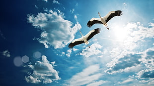 two white-and-black Cranes flying in the sky