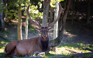 brown buck lying on grass HD wallpaper
