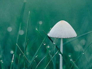 selective focus photography of white Fungi