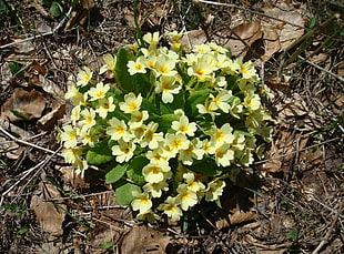 yellow petaled flowers on brown soil