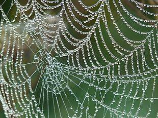 photography of spider web HD wallpaper