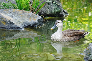 brown and white duck on body of water surrounded by gray stones HD wallpaper