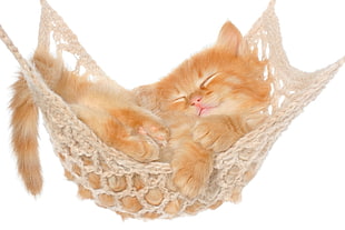 orange tabby kitten sleeping on brown hammock