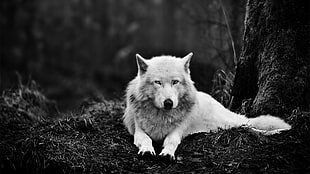 grayscale photo of wolf sitting on ground, nature, wolf, monochrome, animals