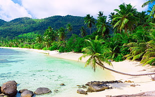 coconut trees island