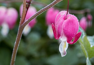 macro photography of pink Bleeding Heart flower hanging on stem