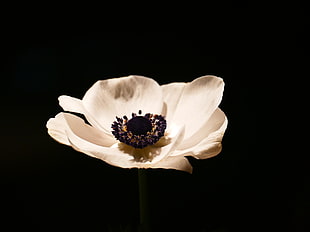 autofocus lens photography of white flower
