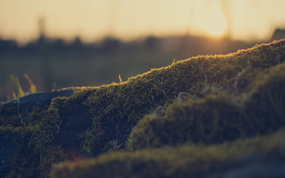 algae, nature, bokeh, macro HD wallpaper