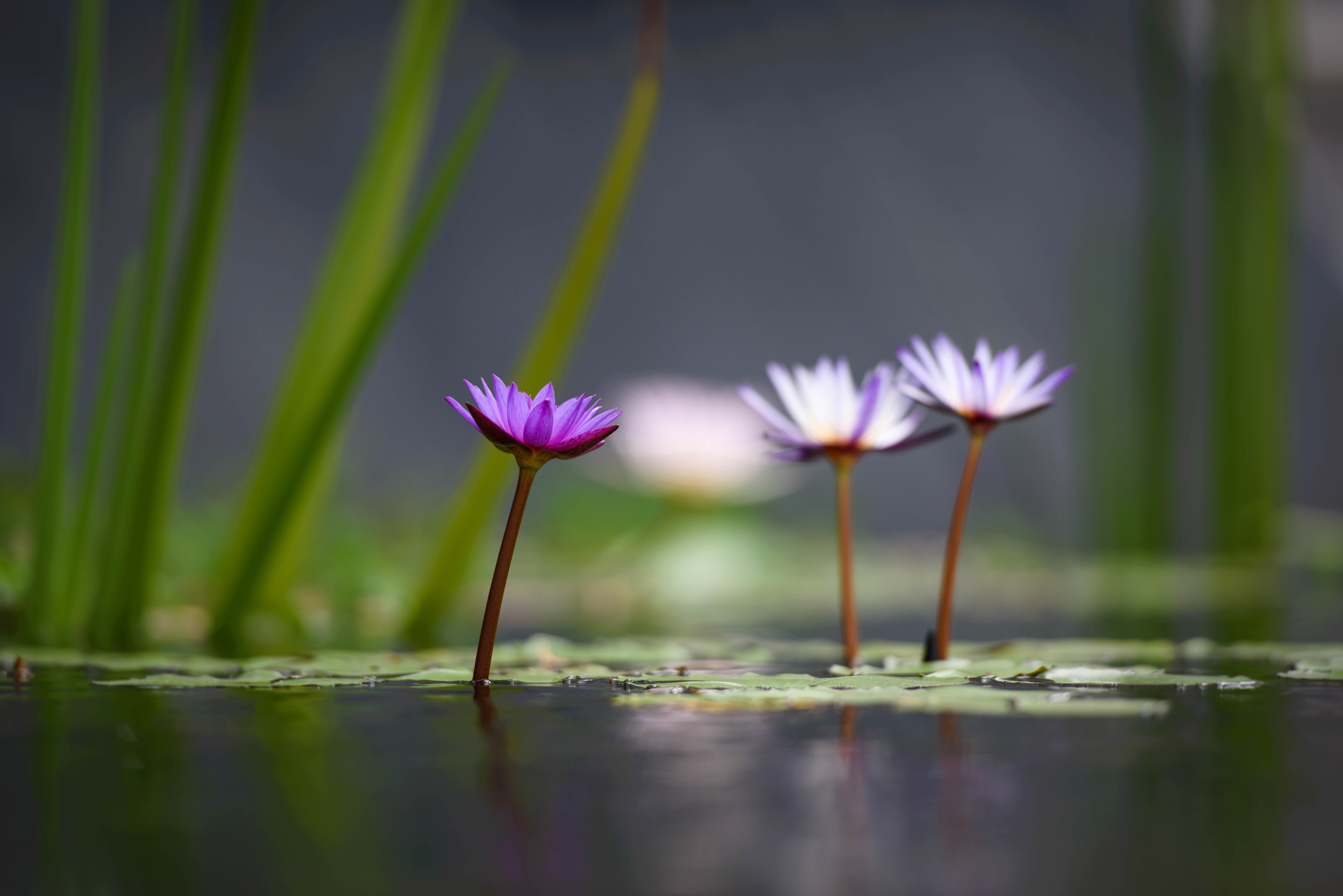 white and purple Lotus Flower selective photography, lotus flowers