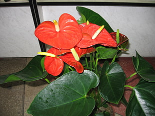 red anthurium plant placed near white painted wall