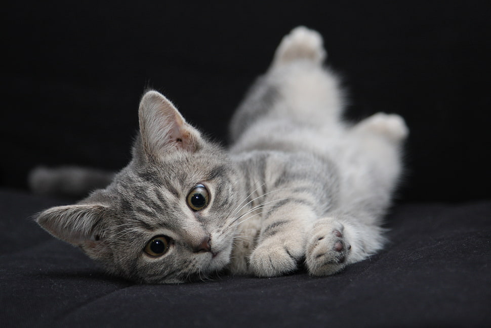 gray tabby kitten HD wallpaper