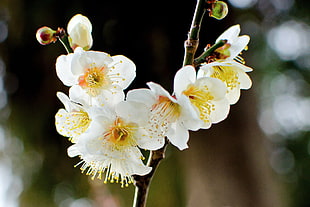 close-up photo of white-petaled flowers with yellow pollens, japanese apricot, plum blossom