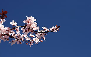 closeup photo of pink Cherry Blossom blooming during daytime HD wallpaper