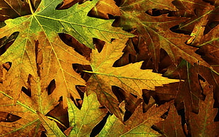 pile of maple leaf