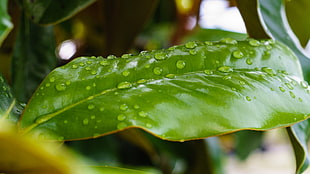 close-up photo of leaf with droplet
