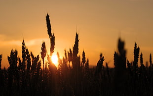 silhouette of wheats, spikelets, sunlight, silhouette, nature HD wallpaper